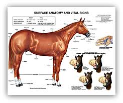 Cool Horse Vital Signs Chart Horse Anatomy Horses Anatomy