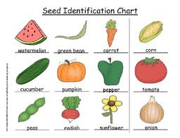 Plants Make A Seed Identification Chart