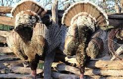 how-do-you-hunt-wild-turkeys-in-the-spring