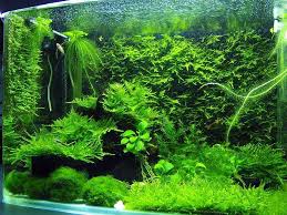 java moss amazing low light beginner