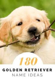 Our akc golden retriever puppies. Over 180 Golden Retriever Names For Your Beloved Pup Pethelpful By Fellow Animal Lovers And Experts