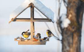 how to feed birds in winter