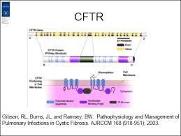 nutrition in the cystic fibrosis