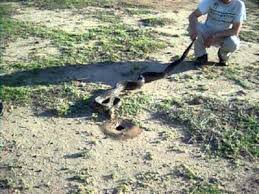 Un video registró el ataque de una boa lampalagua a un yaguarundi, en salta, en una lucha cuerpo a cuerpo entre ambas especies que están en peligro de extinción. Una Serpiente Lampalagua Fue Atrapada En Villa Gobernador Galvez Arroyo Noticias