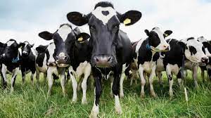 La importancia del descanso en vacas lecheras para una mejor productividad  - Actualidad Ganadera