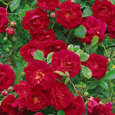 Le peonie per le quali kusunoki si tolse l armatura orto botanico / fiori simili alle rose ma senza spine :. Rose Senza Spine O Quasi Niente Rose Senza Spine