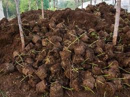 peat moss to grow vegetables