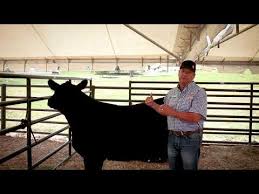 Find The Right Cattle Supplement Purina Animal Nutrition