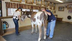 Greg Farrand Mule Donkey Horse