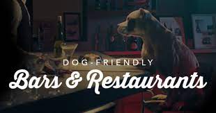 dog friendly bars in louisville