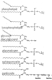 membrane lipid
