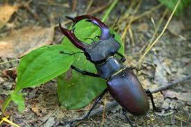 12 beetles with horns with pictures