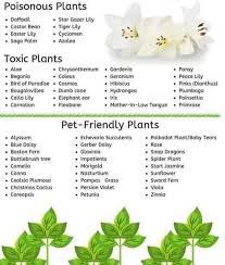 Which Plants Are Safe For Pets And