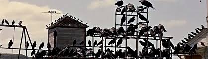 Image result for images the birds hitchcock