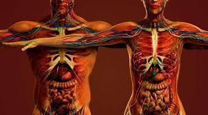The human body is made up of 11 organ systems that work with one another (interdependantly). Differences Between Male And Female Skeletons Heads And Muscles