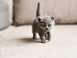 Lots of purebred kitten photos and mixed breed kittens. When And How To Wean A Kitten Times Of India
