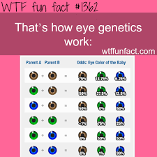 Wtf Fun Factss How Eye Genetics Work More Of Wtf Fun Facts