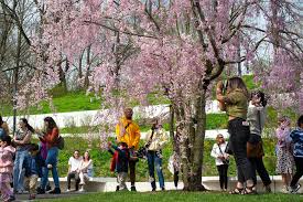 brooklyn botanic garden