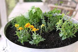 Plant A One Container Herb Garden