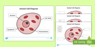 Plants and animals are made up of millions of cells and these cells have several similarities and they also undergo cellular respiration, which performs processes of energy production used to grow the cell and maintain its normal functions. Animal Cell Growth