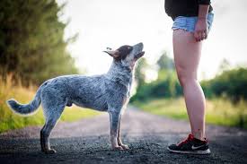 Blue Heeler Lab Mix 2019 Edition Discover The