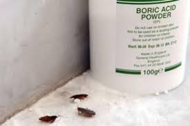 boric acid means bye bye roaches
