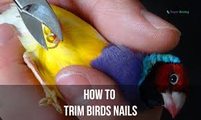 how to trim birds nails properly 4
