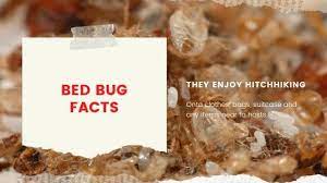 Pest Myth Bed Bugs Bite Through