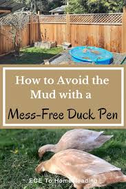 How To Build A Mess Free Duck Pen