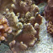 Devils Hand Coral Lobophytum Sp Finger Leather Coral