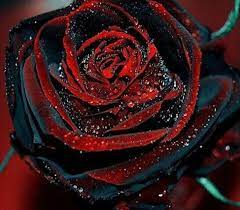 red rose flower rare