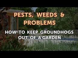 how to keep groundhogs out of a garden