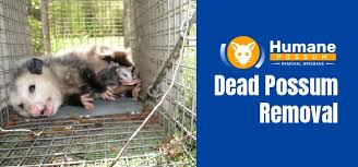 Dead Possum Removal 07 3186 8640 No
