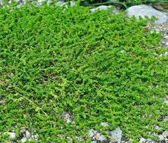 green carpet rupturewort herniaria