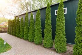 Landscaping With Trees Shrubs