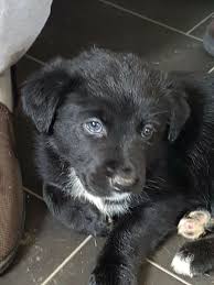 This breed comes with the happy labrador face and energy of the collie. Fun Sources Lab Collie Cross Puppies