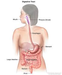 Food passes from the stomach to the small intestine and from there to the large intestine. Heterotaxy Syndrome Medlineplus Genetics