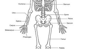 Human Skeleton Labelled Printable Human Skeleton Diagram