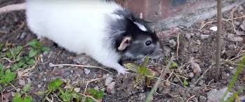 How To Keep Rats Out Of My Garden