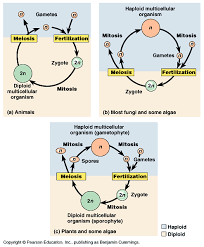 meiosis and ual life cycles