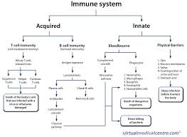Immune System Flow Chart Medical Laboratory Science