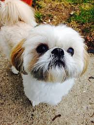 Some shih tzu puppies and dogs know exactly what they want to eat, but they'll never tell you! West Allis Wi Shih Tzu Meet Luigi Adoption Pending A Pet For Adoption