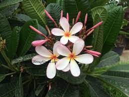 Most Beautiful Garden Flowers Of India
