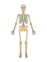 skeletal system anatomy function