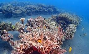 Indonesia merupakan kawasan segitiga terumbu karang yang. Fakta Terumbu Karang Indonesia Yang Bikin Bangga