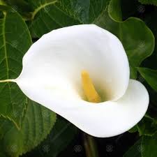Image result for arum lily