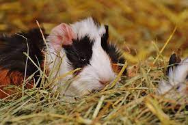what to line a guinea pig cage with