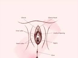 Everything You Need to Know About the Vagina Anatomy and Then.