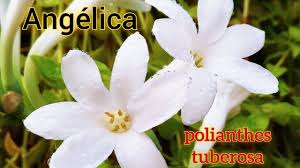 Cultivo fácil para Angélica (Polianthes Tuberosa) - YouTube