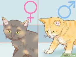 All calico cats have tricolor coats, but these coats also. How To Determine The Sex Of A Cat 7 Steps With Pictures